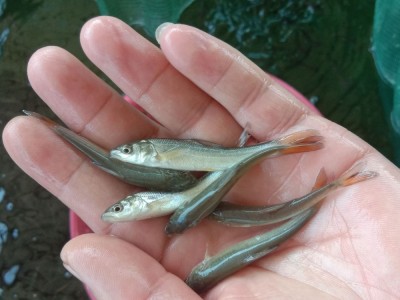 【热销鱼苗】银鳕鱼苗 裸盖鱼苗 黑鲈鱼苗 黑鳕鱼苗批发 淡水养殖图4