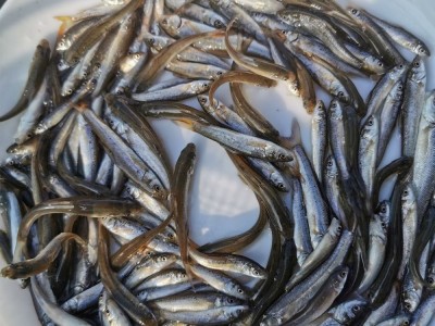 【热销鱼苗】银鳕鱼苗 裸盖鱼苗 黑鲈鱼苗 黑鳕鱼苗批发 淡水养殖图5