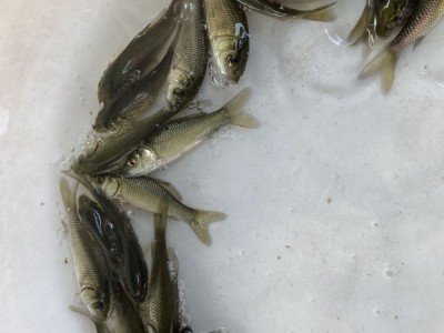 大量批发鲤鱼苗 水产养殖优质鲤鱼苗 建鲤鱼苗 禾花鲤鱼苗 红鲤鱼图4