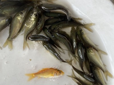 大量批发鲤鱼苗 水产养殖优质鲤鱼苗 建鲤鱼苗 禾花鲤鱼苗 红鲤鱼图5