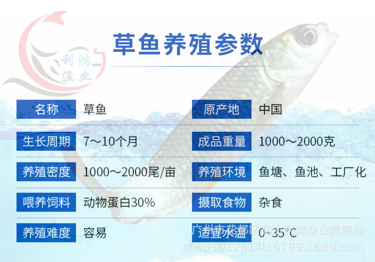 草鱼属性