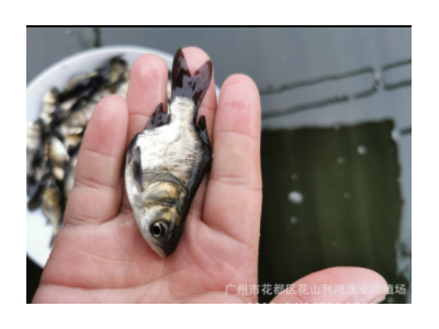 【水中奇葩】缩骨大头鱼苗 缩骨鳙 缩骨花鲢 水中奇葩 仙骨大头鱼图2