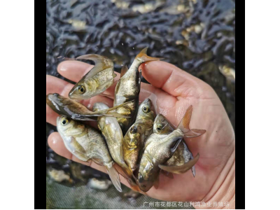【水中奇葩】缩骨大头鱼苗 缩骨鳙 缩骨花鲢 水中奇葩 仙骨大头鱼图3