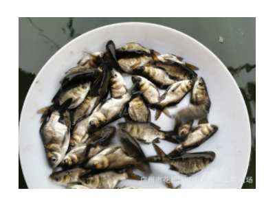 【水中奇葩】缩骨大头鱼苗 缩骨鳙 缩骨花鲢 水中奇葩 仙骨大头鱼图4
