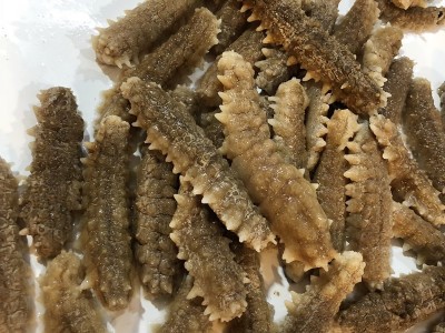 特产深海淡干黄金刺参 海参干货黄肉刺参白刺参刺王参100头500克图4
