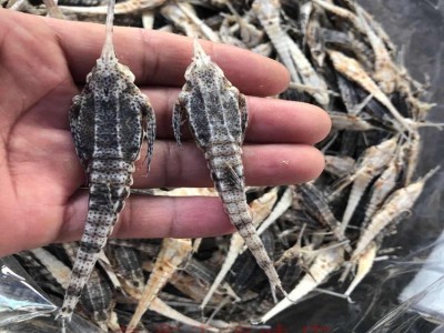 渔家自晒北海特产海麻雀海燕子干货泡酒料煲汤材料500克图3