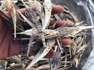 渔家自晒北海特产海麻雀海燕子干货泡酒料煲汤材料500克图4