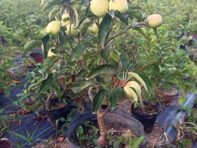 嫁接苹果树苗红富士矮化苗金冠嫁接盆栽地栽苗南北方种植当年结果图2