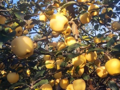 嫁接苹果树苗红富士矮化苗金冠嫁接盆栽地栽苗南北方种植当年结果图4