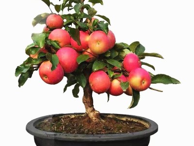 嫁接苹果树苗红富士矮化苗金冠嫁接盆栽地栽苗南北方种植当年结果图5