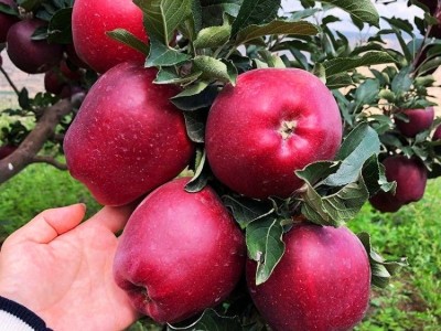 嫁接苹果树苗红富士矮化苗金冠嫁接盆栽地栽苗南北方种植当年结果图3