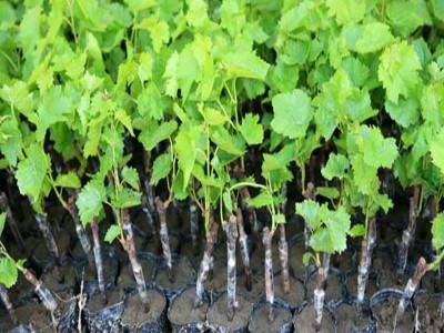 葡萄树苗巨峰葡萄苗当年结果盆栽庭院爬藤南方北方种植品种齐全图3