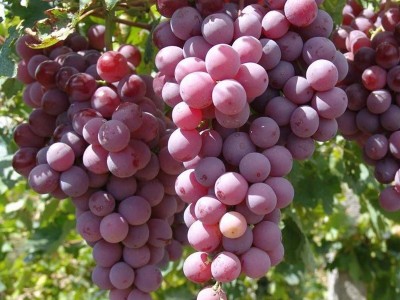 葡萄树苗巨峰葡萄苗当年结果盆栽庭院爬藤南方北方种植品种齐全图2