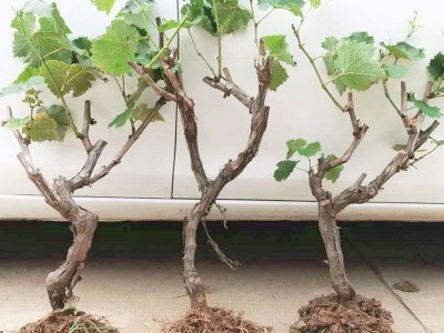 葡萄树苗巨峰葡萄苗当年结果盆栽庭院爬藤南方北方种植品种齐全图4