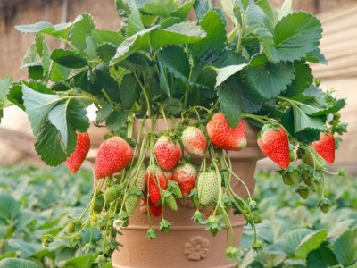 盆栽四季草莓苗食用红颜草莓苗当年结果 阳台带盆南北方种植图2