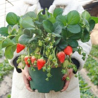 盆栽四季草莓苗食用红颜草莓苗当年结果 阳台带盆南北方种植