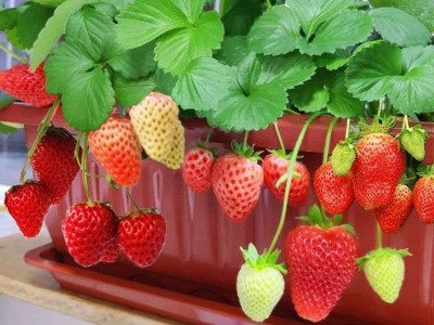 盆栽四季草莓苗食用红颜草莓苗当年结果 阳台带盆南北方种植图3