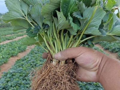 盆栽四季草莓苗食用红颜草莓苗当年结果 阳台带盆南北方种植图4