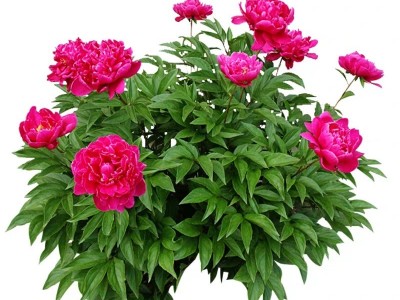 批发荷兰盆栽芍药种苗 重瓣芍药花苗 观赏芍药带芽根块苗量大优惠图4