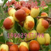 酥脆枣子树苗嫁接苗 南方鲜枣中秋酥脆枣苗 枣树苗当年结果