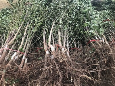酥脆枣子树苗嫁接苗 南方鲜枣中秋酥脆枣苗 枣树苗当年结果图3