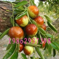 沾化冬枣苗 嫁接枣树苗 沾化冬枣树苗 二代冬枣当年结果枣树苗