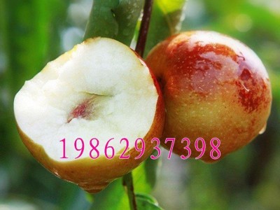 沾化冬枣苗 嫁接枣树苗 沾化冬枣树苗 二代冬枣当年结果枣树苗图4