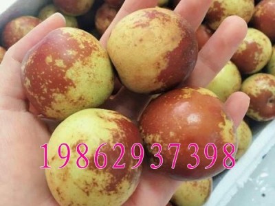 沾化冬枣苗 嫁接枣树苗 沾化冬枣树苗 二代冬枣当年结果枣树苗图2