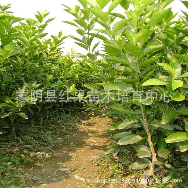 橘子3.JPG