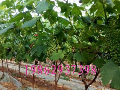 树苗 葡萄巨峰葡萄苗结果树 南北方种植树苗 巨峰葡萄果树苗图4