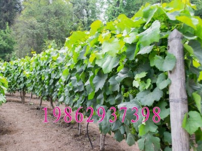 树苗 葡萄巨峰葡萄苗结果树 南北方种植树苗 巨峰葡萄果树苗图5