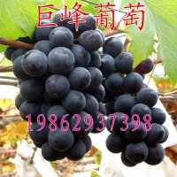 树苗 葡萄巨峰葡萄苗结果树 南北方种植树苗 巨峰葡萄果树苗