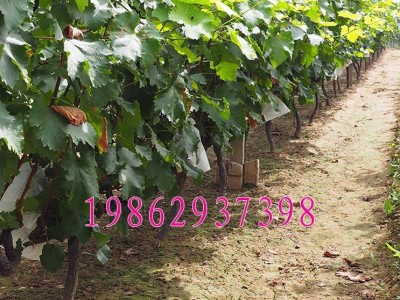 树苗 葡萄巨峰葡萄苗结果树 南北方种植树苗 巨峰葡萄果树苗图2