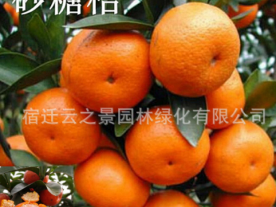 沙糖桔子苗砂糖橘子树金桔苗脐橙盆栽地栽苗无核蜜橘树苗当年结果图5