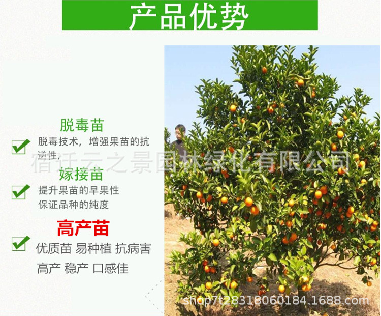 砂糖橘详细2.png