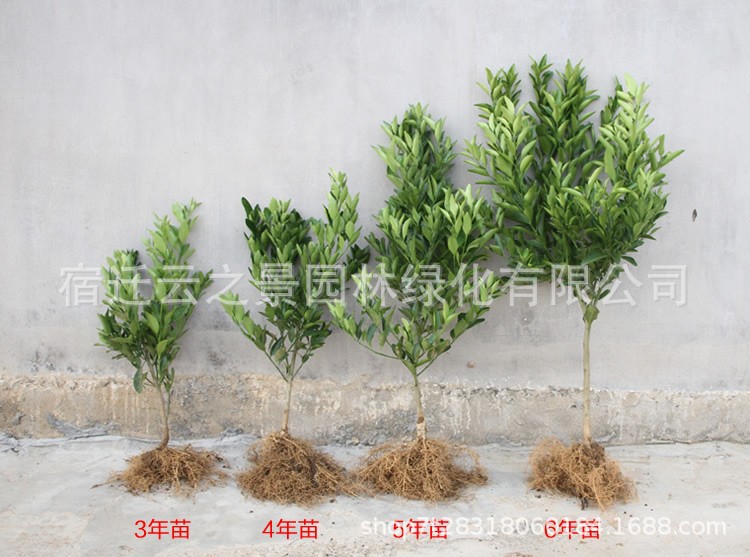 砂糖橘详细4.jpg