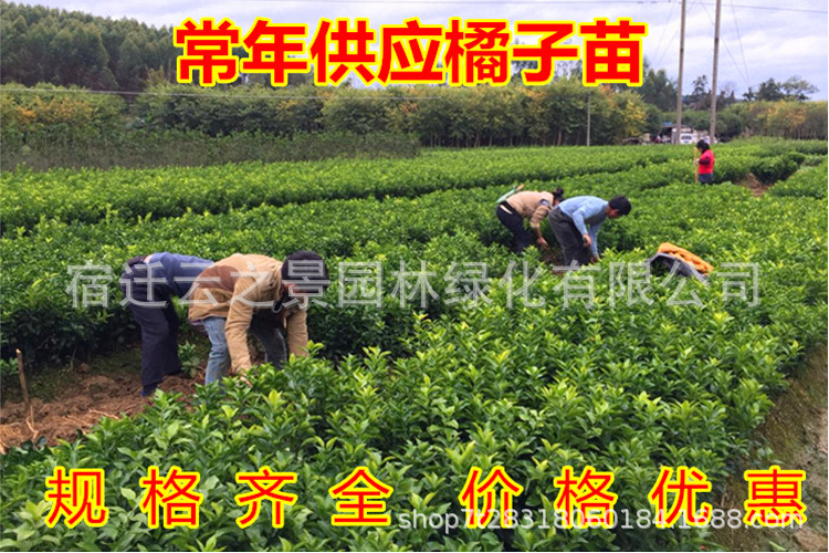 砂糖橘详细3.png