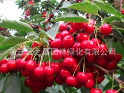 批发樱桃苗 果树 嫁接樱桃树 美早樱桃 地载图2