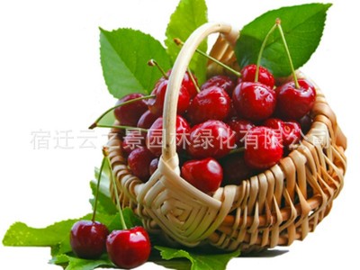 批发樱桃苗 果树 嫁接樱桃树 美早樱桃 地载图5