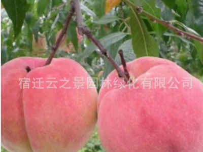 桃树果苗嫁接地栽油蟠桃锦绣黄桃桃树苗南方北方种植冬桃水蜜桃苗图2