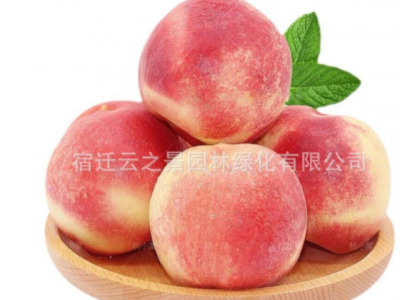 桃树果苗嫁接地栽油蟠桃锦绣黄桃桃树苗南方北方种植冬桃水蜜桃苗图4