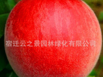 桃树果苗嫁接地栽油蟠桃锦绣黄桃桃树苗南方北方种植冬桃水蜜桃苗图3