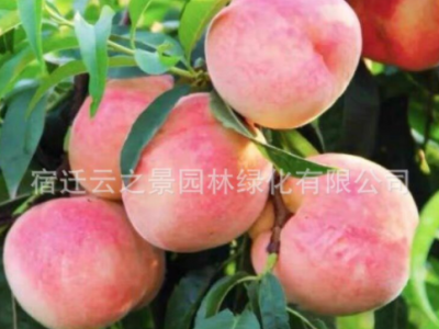 桃树果苗嫁接地栽油蟠桃锦绣黄桃桃树苗南方北方种植冬桃水蜜桃苗图5