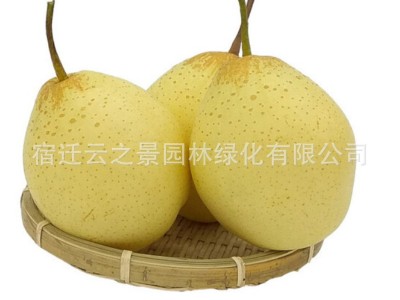 梨树苗嫁接果树苗盆栽特大砀山梨秋月梨南北方地栽梨树当年结果苗图4