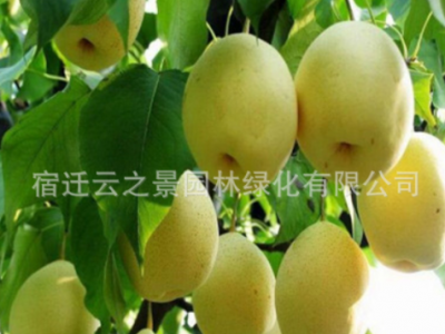 梨树苗嫁接果树苗盆栽特大砀山梨秋月梨南北方地栽梨树当年结果苗图3