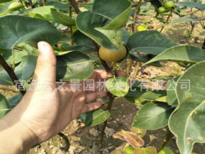 梨树苗嫁接果树苗盆栽特大砀山梨秋月梨南北方地栽梨树当年结果苗图5