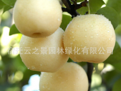 梨树苗嫁接果树苗盆栽特大砀山梨秋月梨南北方地栽梨树当年结果苗图2