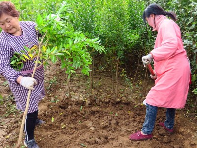 基地供应河阴突尼斯软籽石榴树苗甜石榴苗123年一二三公分cm粗度图3