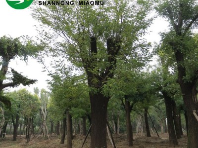 国槐基地大规格国槐古树30 40 50公分cm国槐树 量大优惠欢迎订购图4