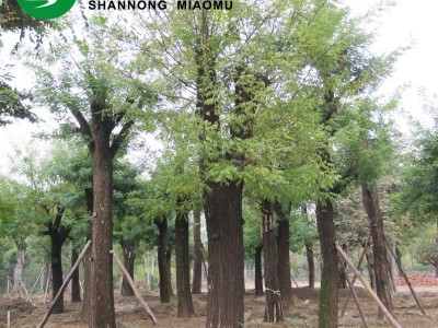 国槐基地大规格国槐古树30 40 50公分cm国槐树 量大优惠欢迎订购图3